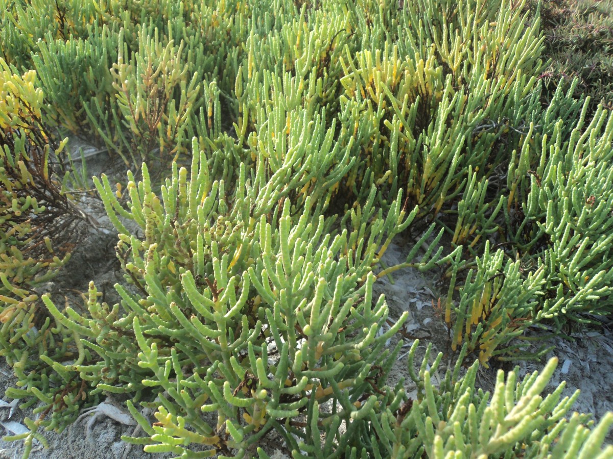 Salicornia brachiata Roxb.